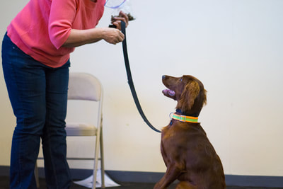 Dog obedience training class in Waterford Michigan