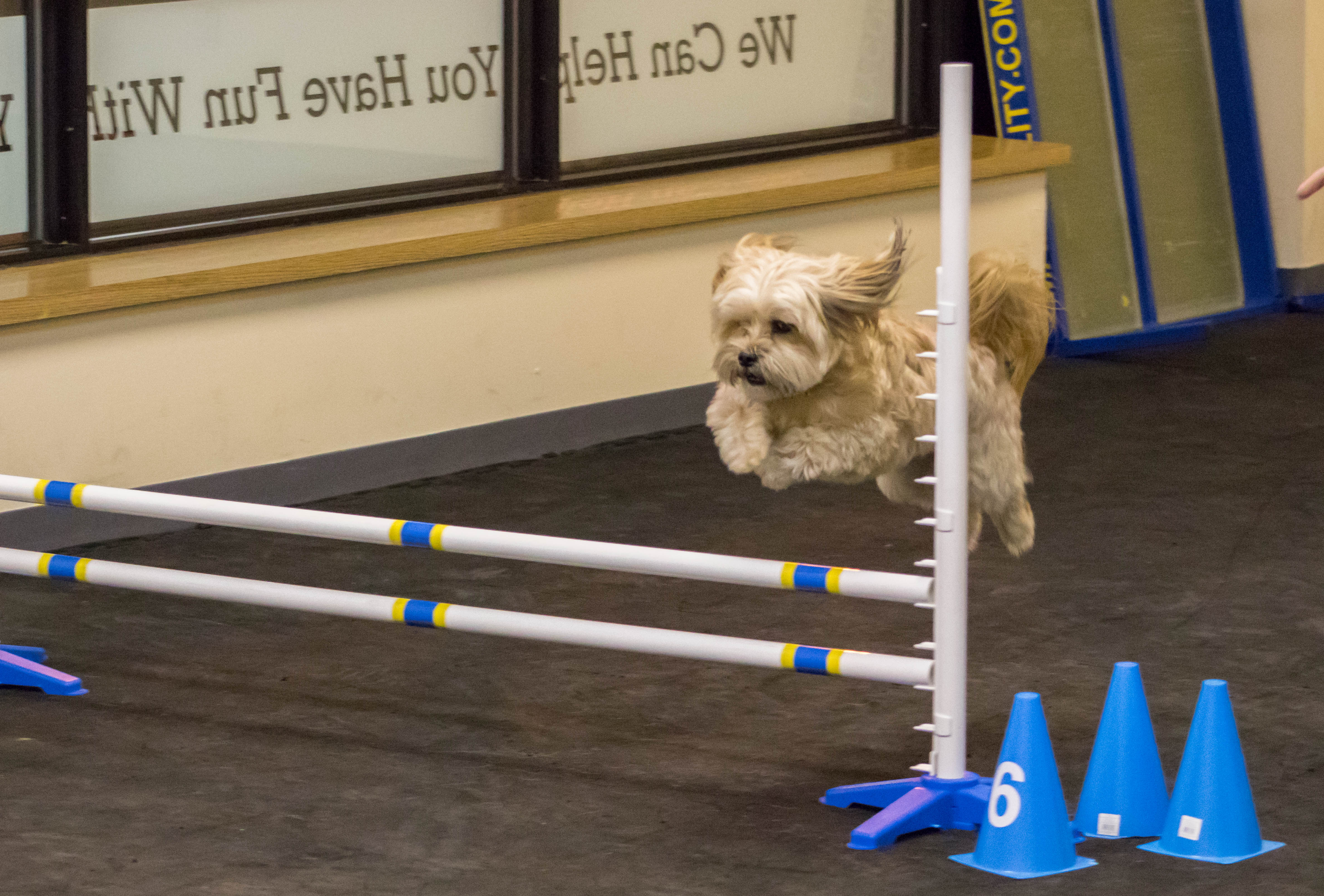 Canine Crossovers intermediate agility class Waterford Michigan