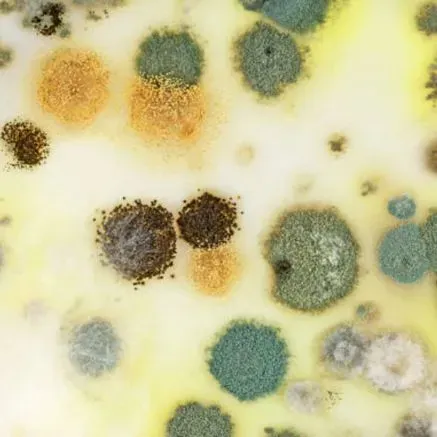 Mold