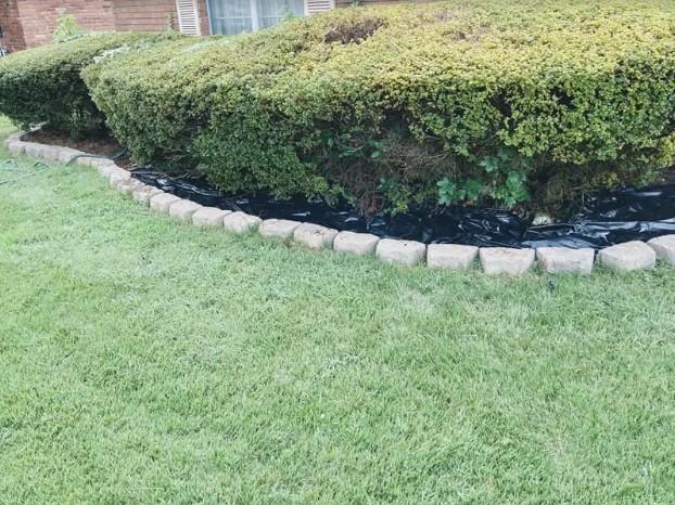 Freshly mowed yard in Memphis with evenly trimmed hedges along the fence line