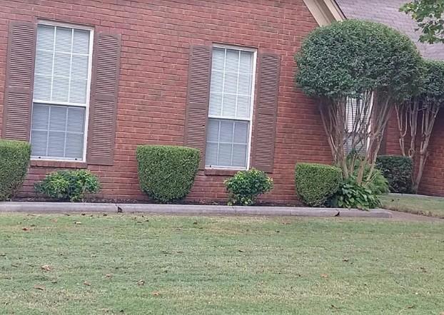 Beautifully landscaped planter bed with hedges and small decorative trees in Memphis TN