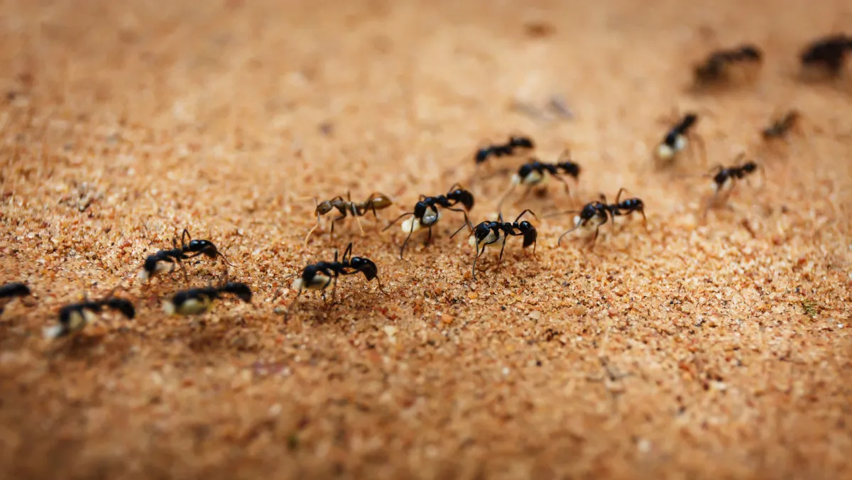 Photo of a line of black ants walking.