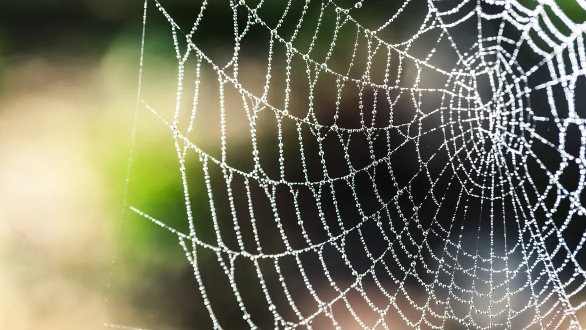 Photo of a spider web.