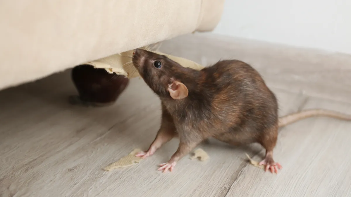 Photo of a mouse under a couch.