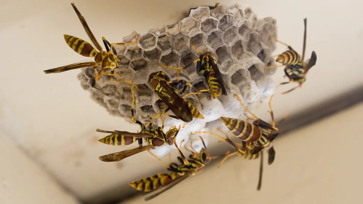 Photo of a was nest.