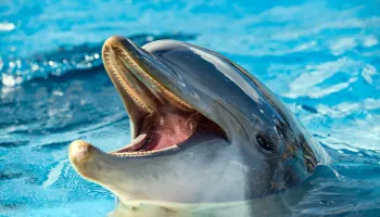 miami jet ski tour star island and wild dolphins