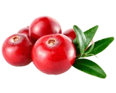 Cranberry Fruit Extract
