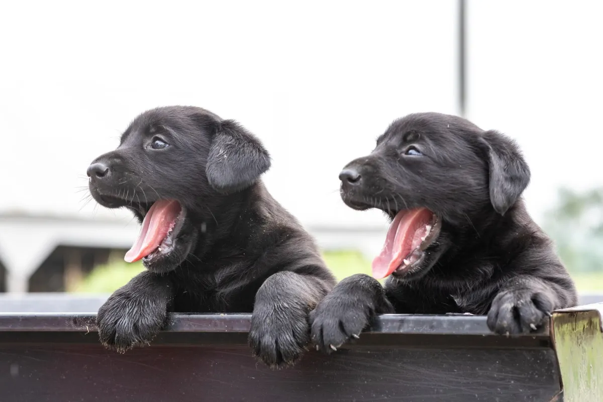 Rolling Hills Veterinary Service