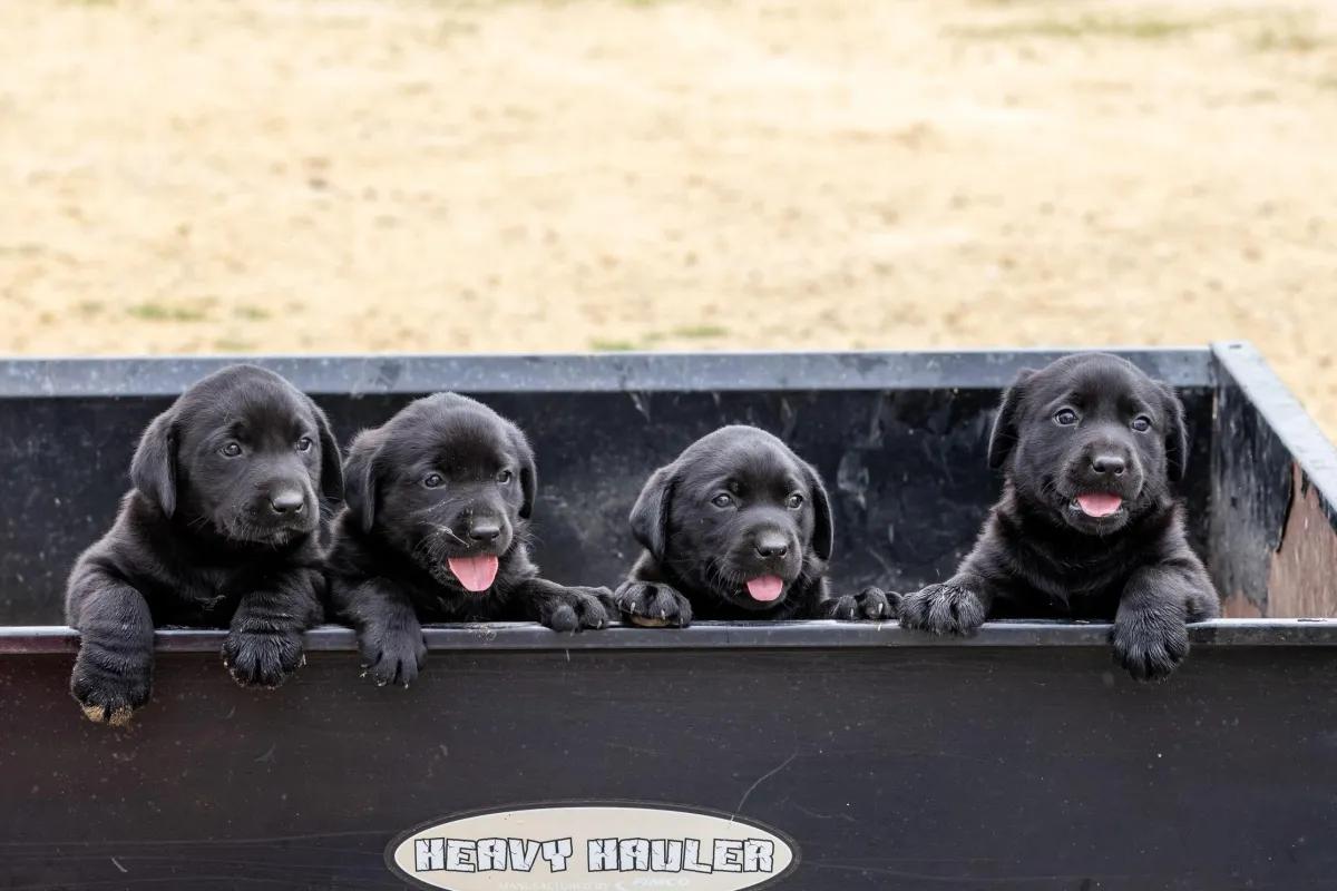 Rolling Hills Veterinary Service