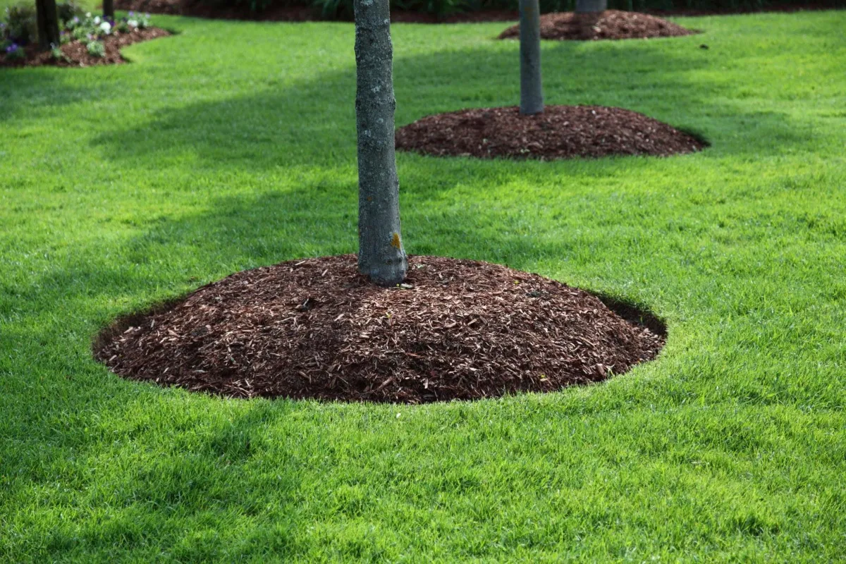 Mulch Installation