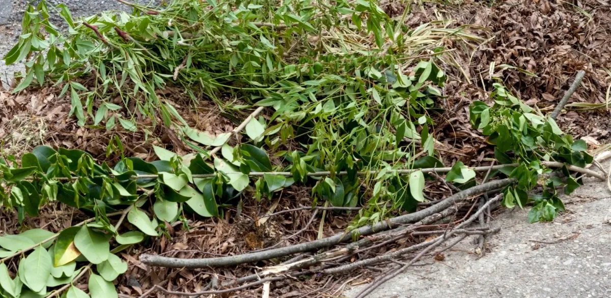 Mulch Installation