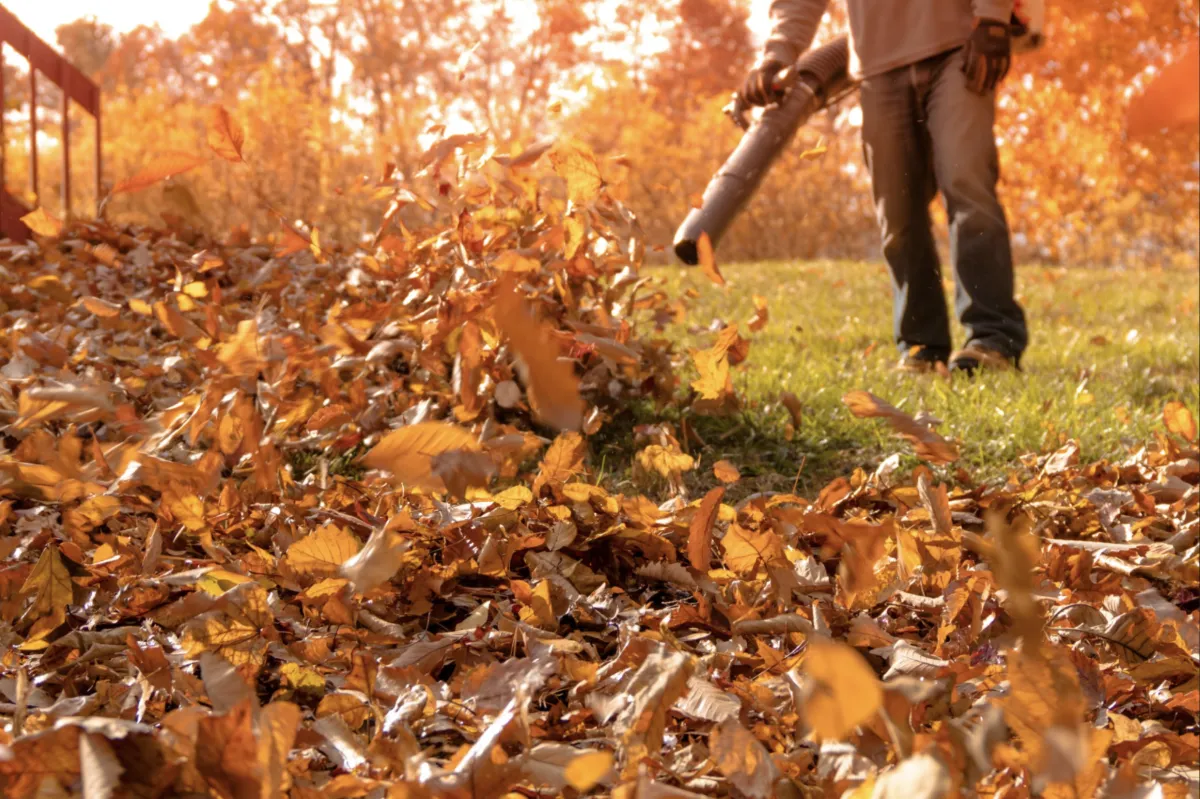 Mulch Installation