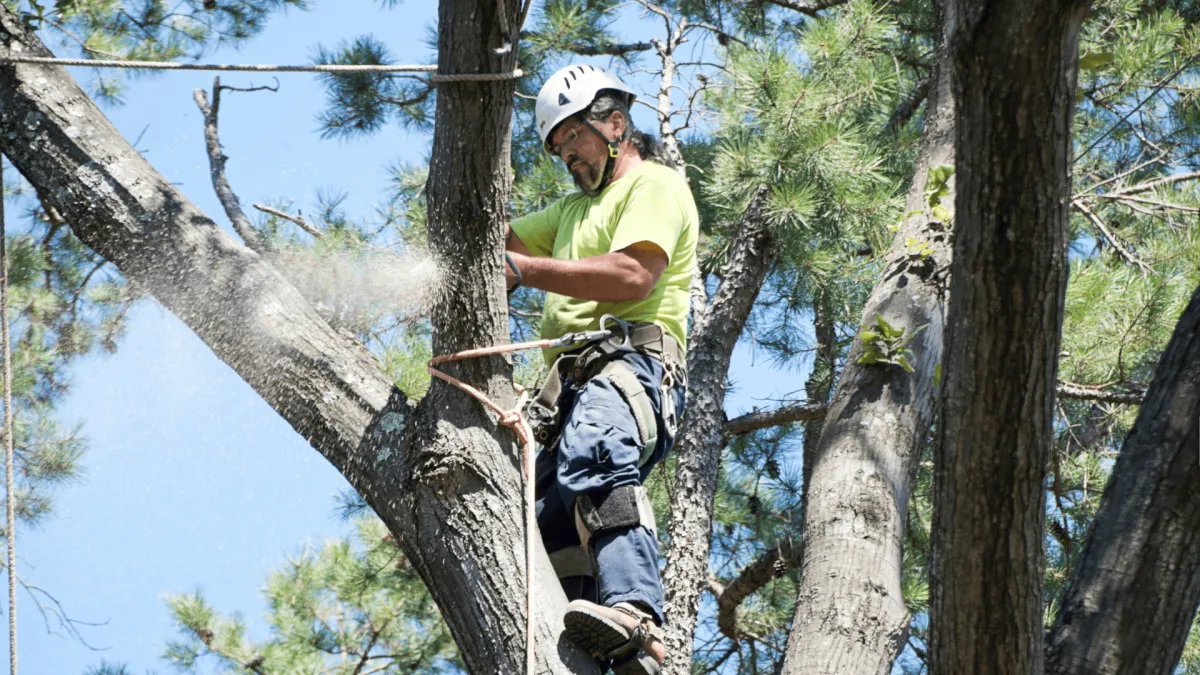 Tree Trmming