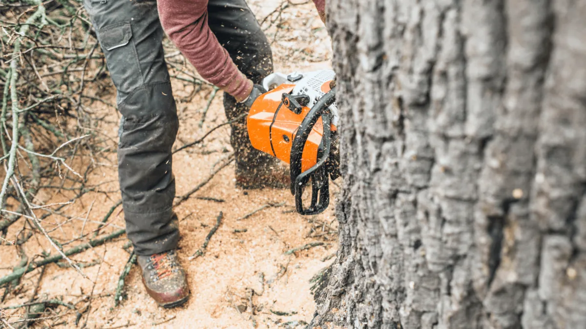 Tree Removal