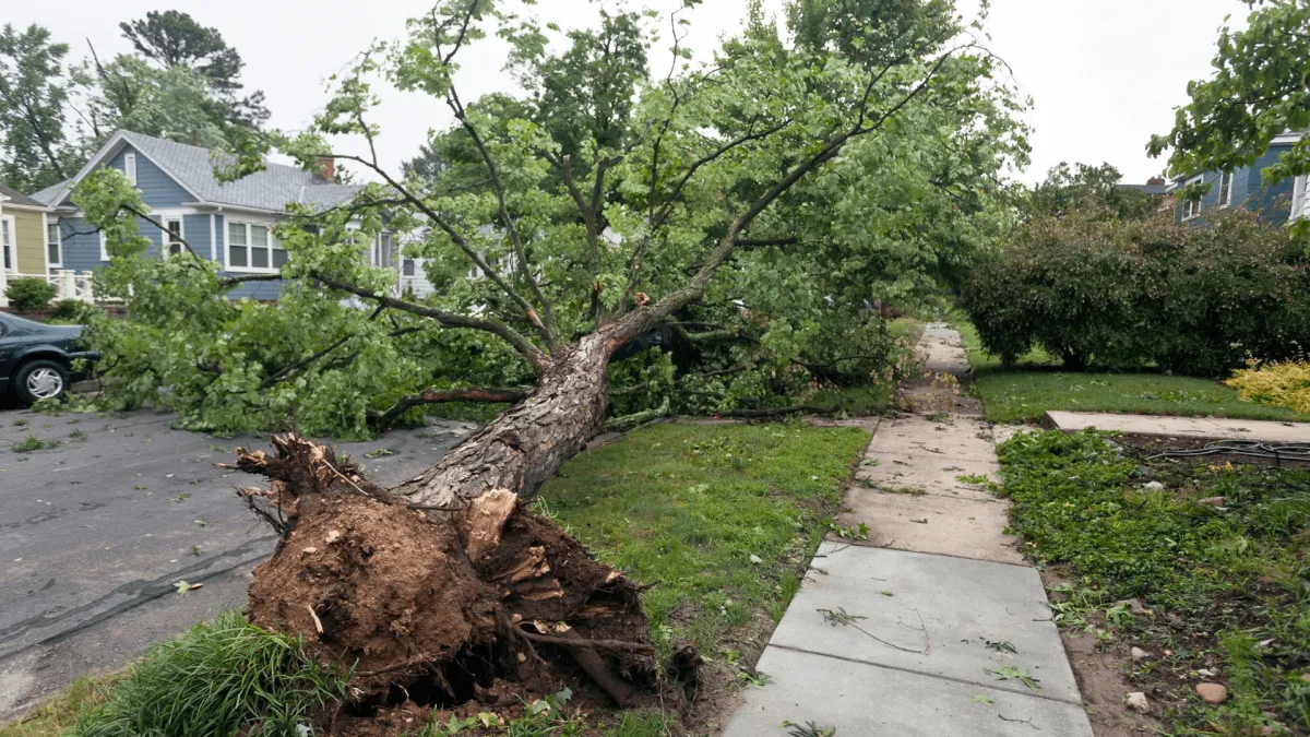 Tree Emergency