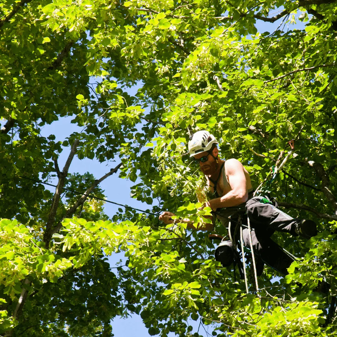 Tree Pruning