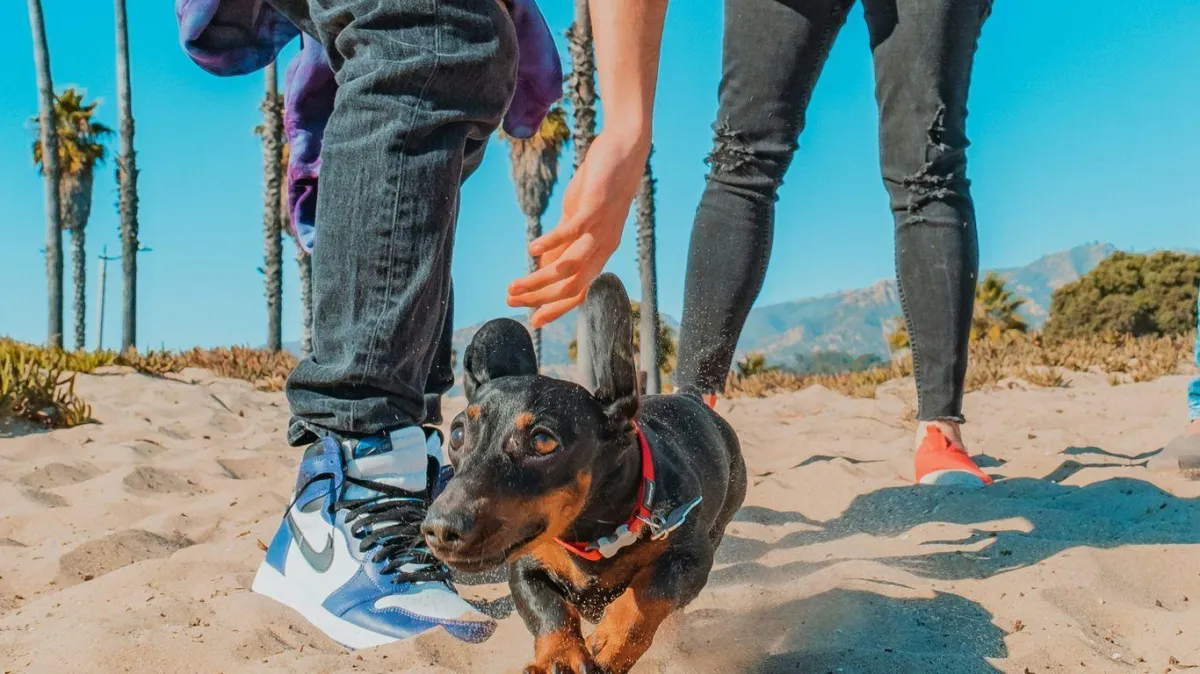 Why Dog Trainers Insurance is Essential for Your Business