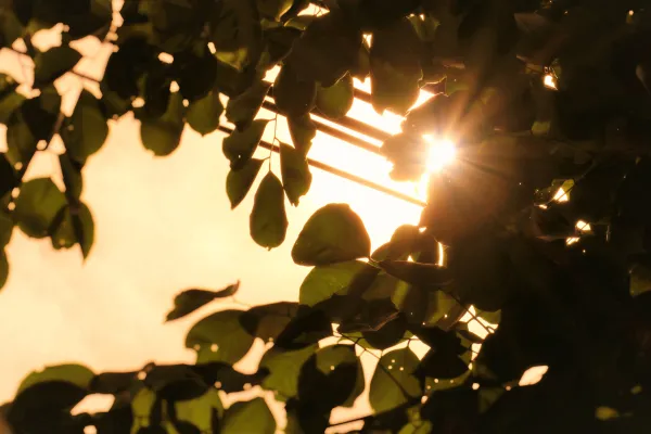 Warm light through leaves symbolizing grief and healing