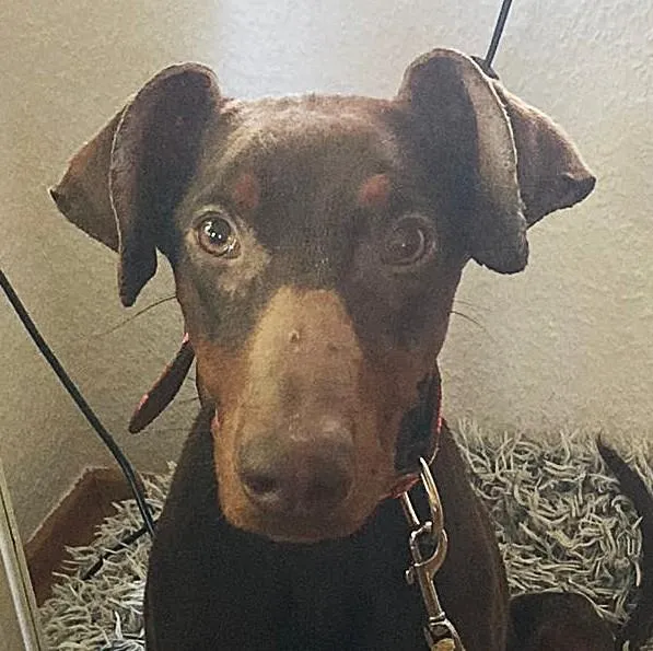 Hazel