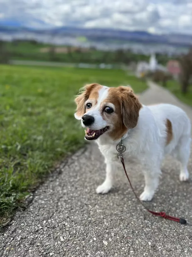 Simie at twenty years old. One of the oldest living dogs in Switzerland. Once labeled unadoptable at eight.
