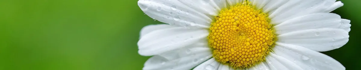 Daisy Banner Janie Owen-Bugh