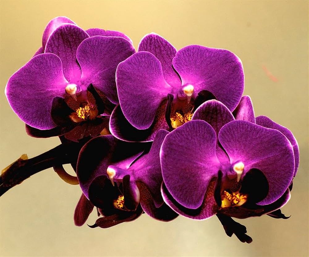 Sexual Health For Her