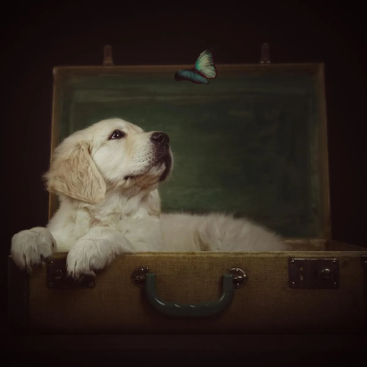 painterly portrait of a golden retriever puppy with a butterfly by Alana Lee