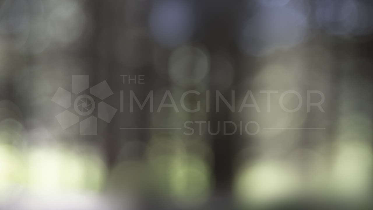 free digital headshot background of outdoor bokeh