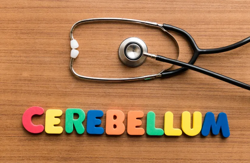 What Is the Cerebellum and Why It Matters More Than Anyone Told You