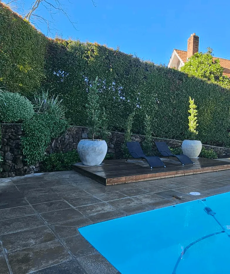 outdoor pool area with hedge and paving Auckland garden design