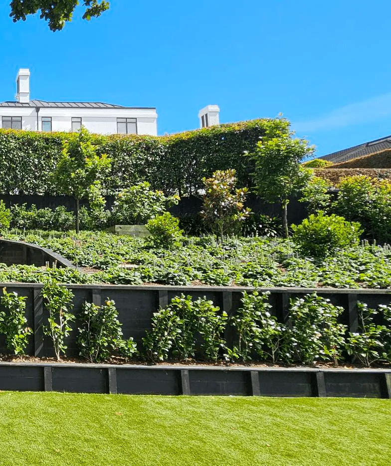 tiered garden beds with hedging and planting Auckland landscaping project