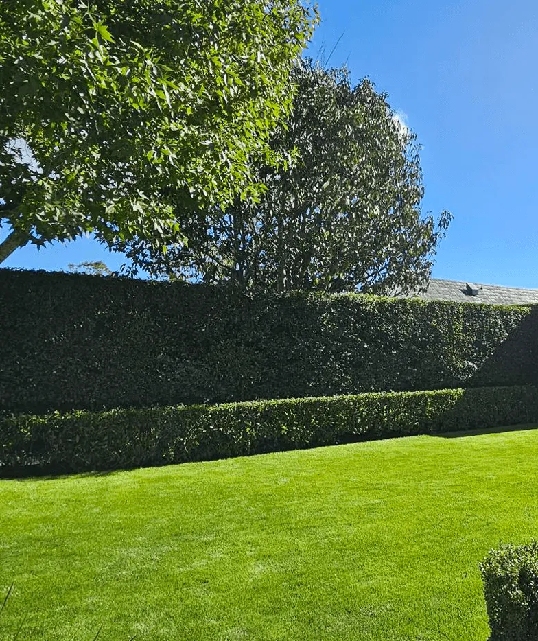 neatly trimmed hedge and lawn Auckland garden maintenance