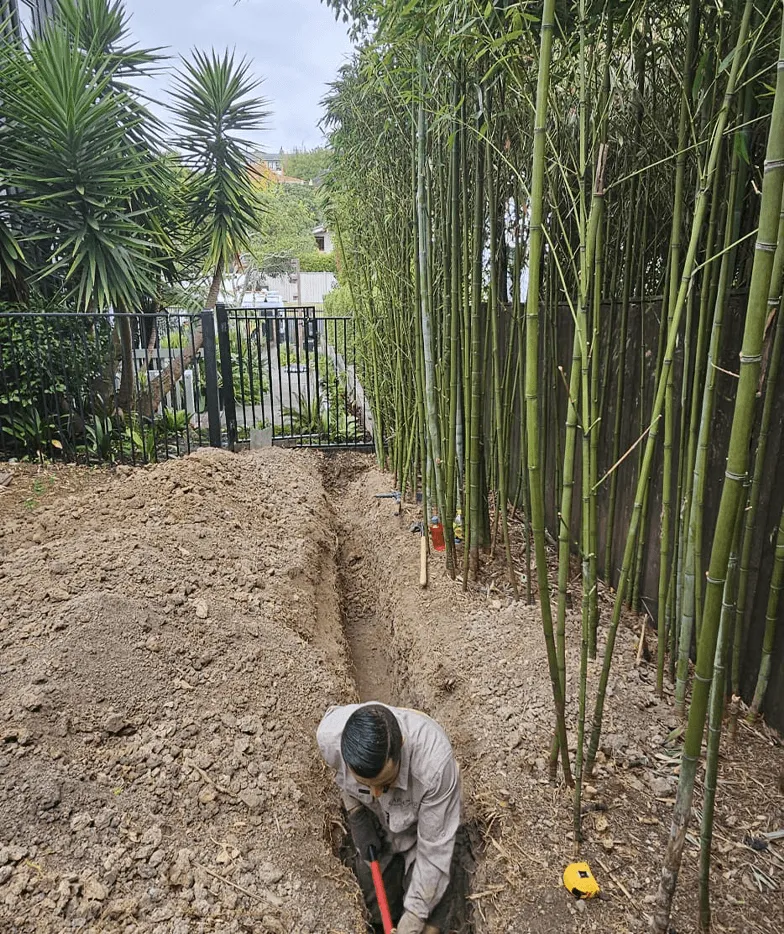 bamboo planting and trench work Auckland garden development