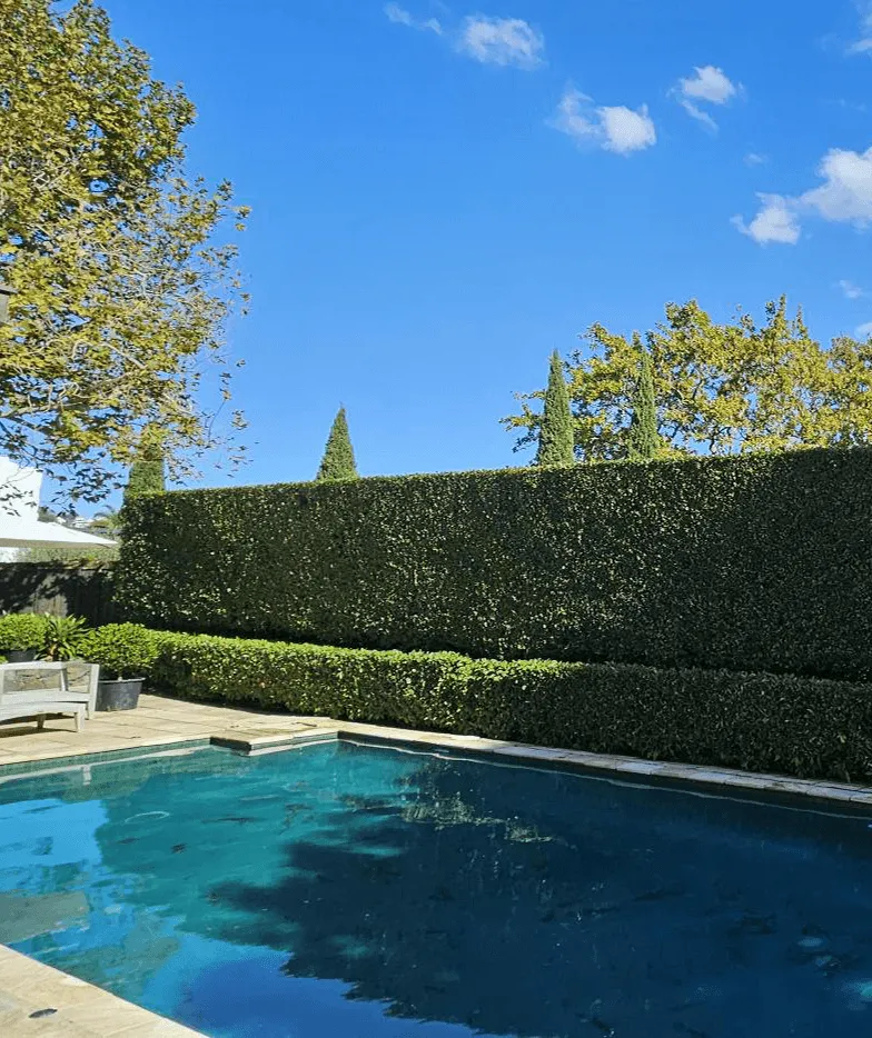 backyard pool with tall hedge and landscaping Auckland property