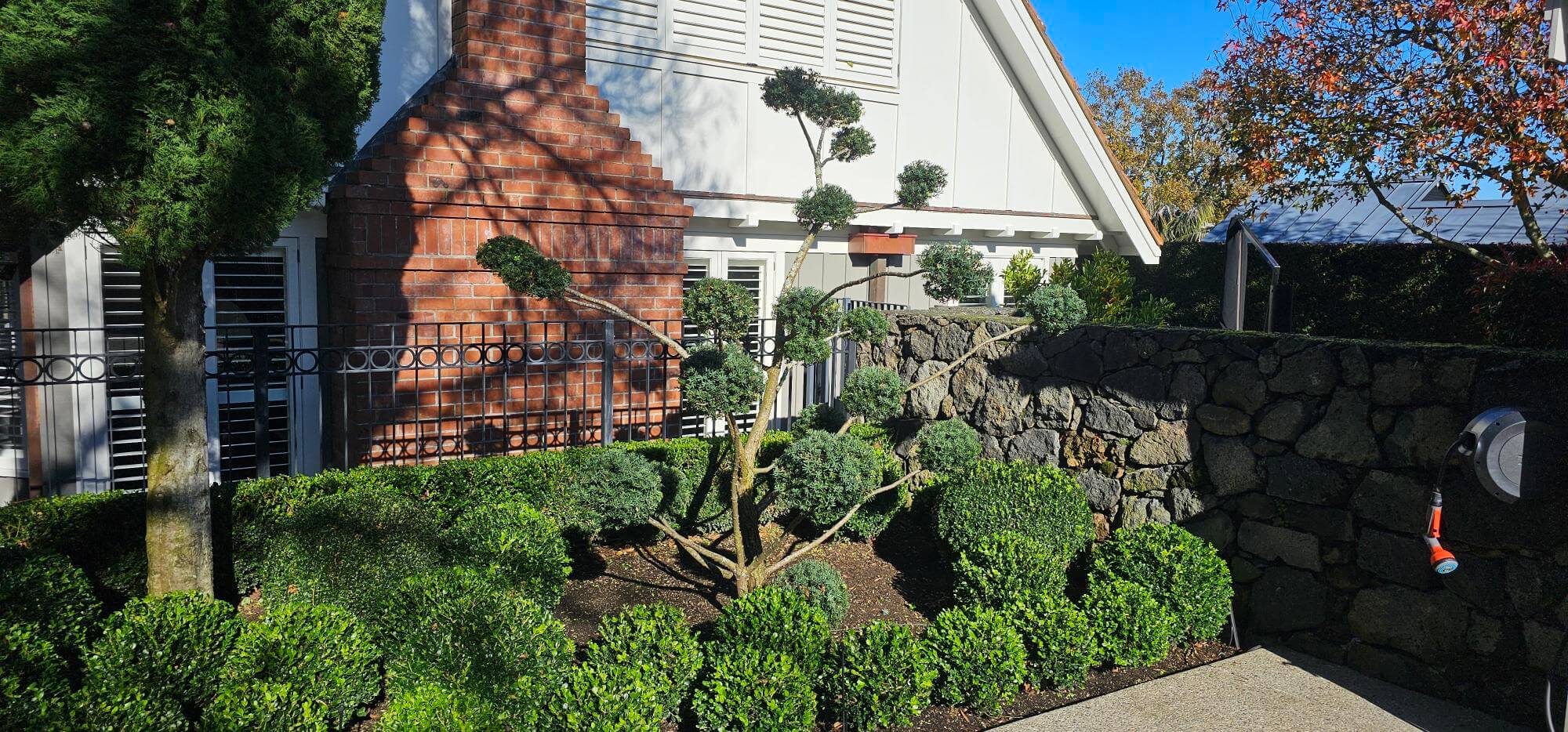topiary tree trimming and structured garden design Auckland landscaping