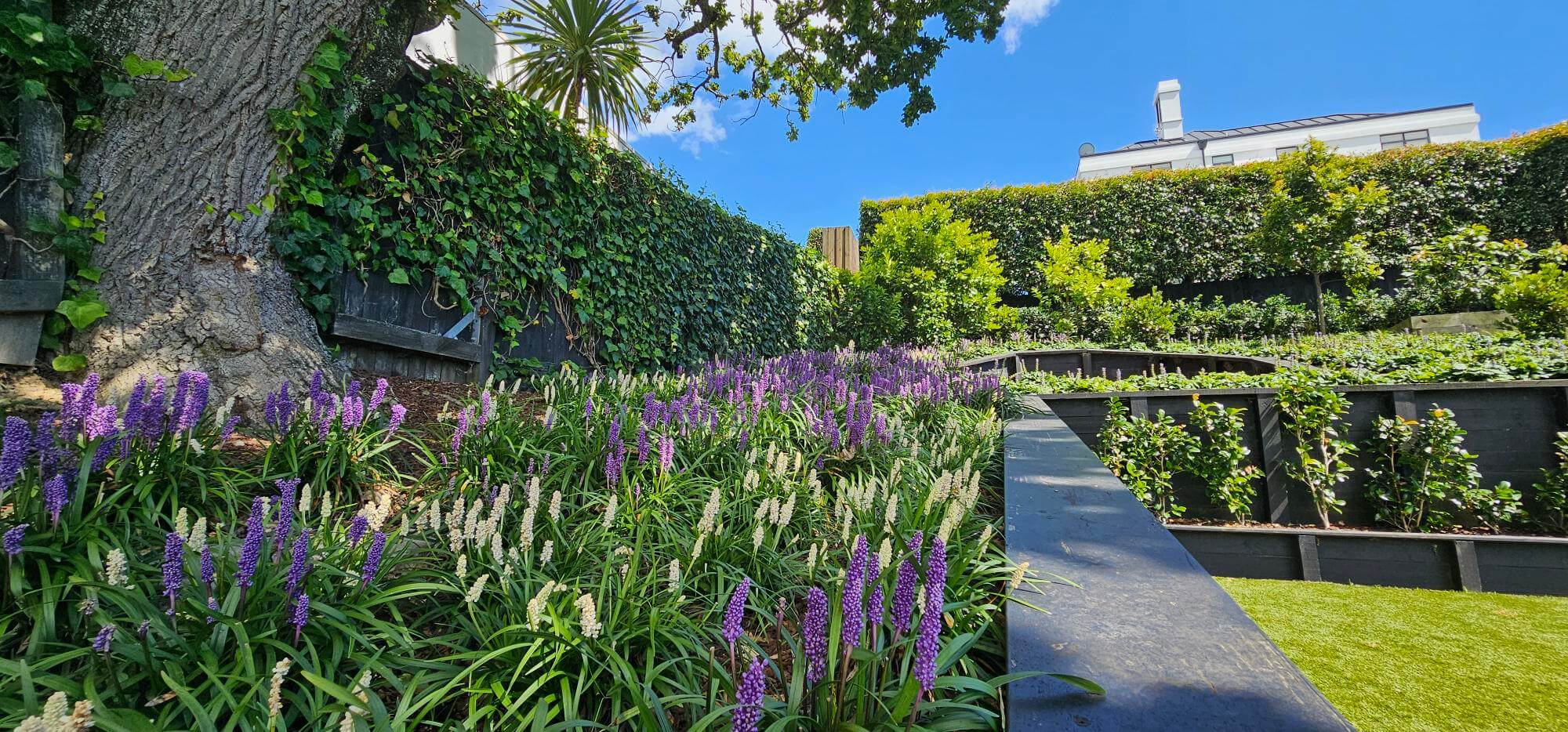 tiered garden beds with flowering plants and hedging Auckland landscaping