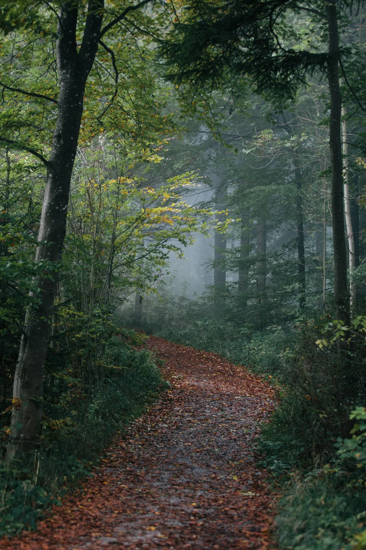 Misty forest path winding through tall trees, representing the different learning paths and membership options available at TCLi Academy for professional development