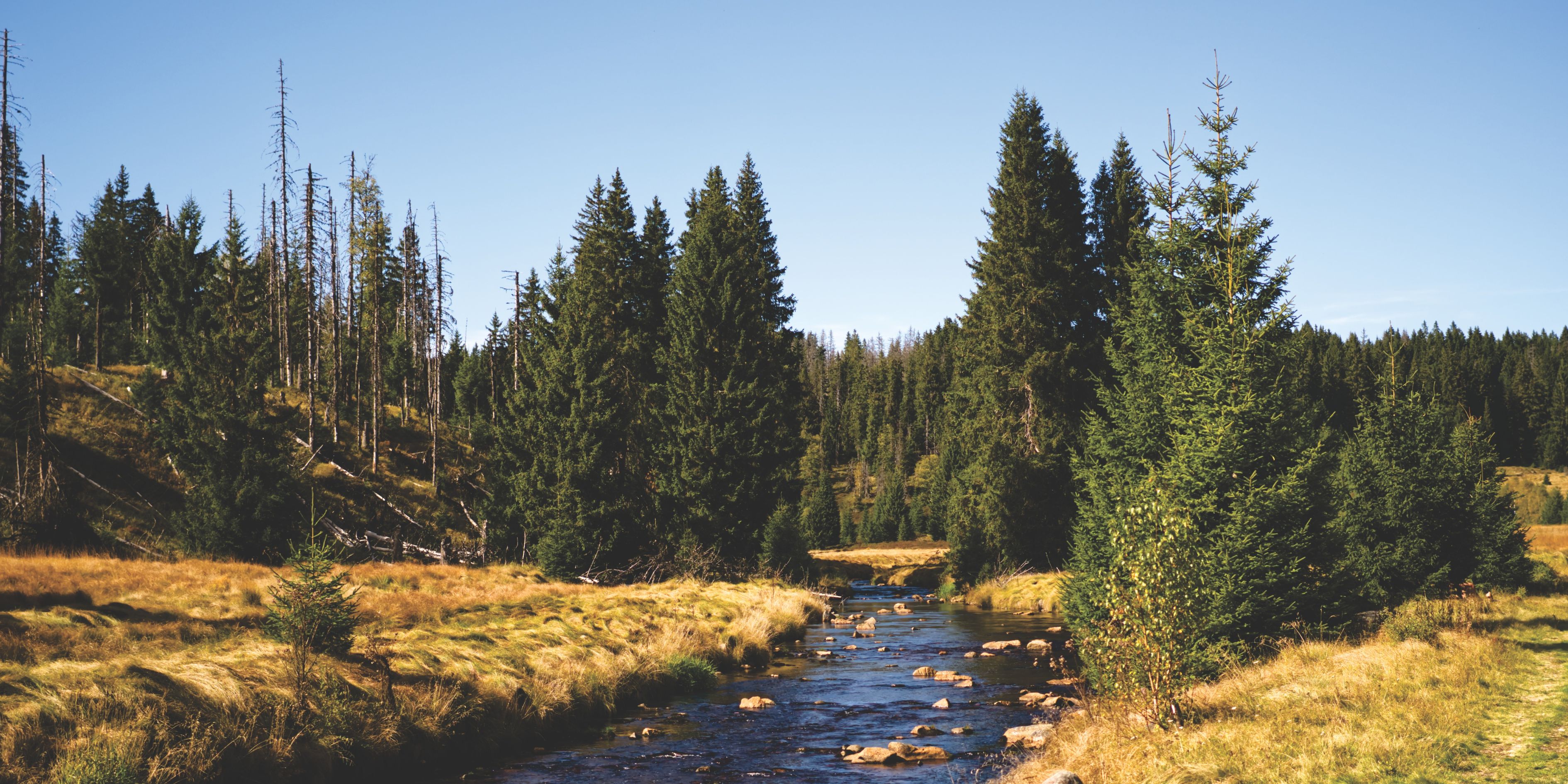 Biggest Mistakes Buyers Make in Pine Creek Colorado Springs