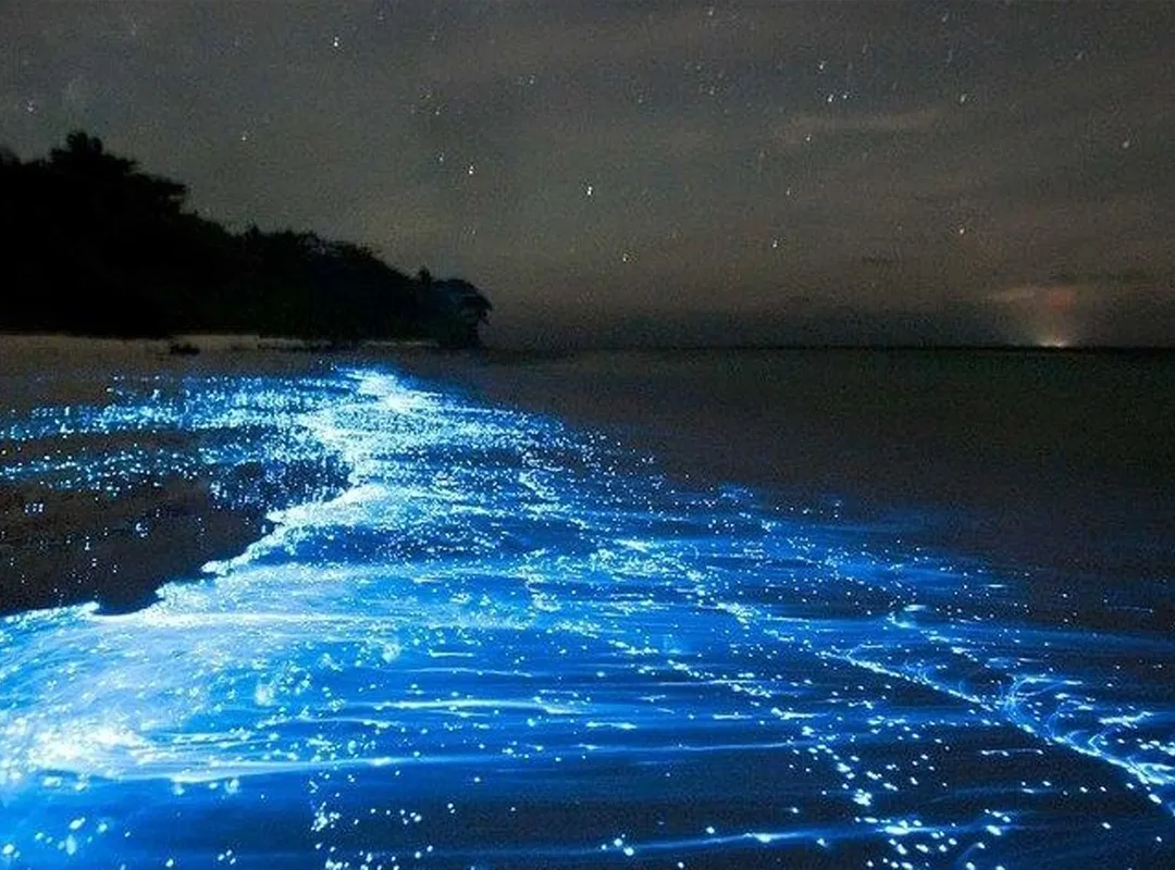 Fajardo Bioluminescent Bay Guided Night Kayaking Tour, Encanto Puerto Rico, Jaded Realty Group, Puerto Rico, shorefront villas, vacation rentals,  exclusive travel club, San Juan, Rincon, Manati