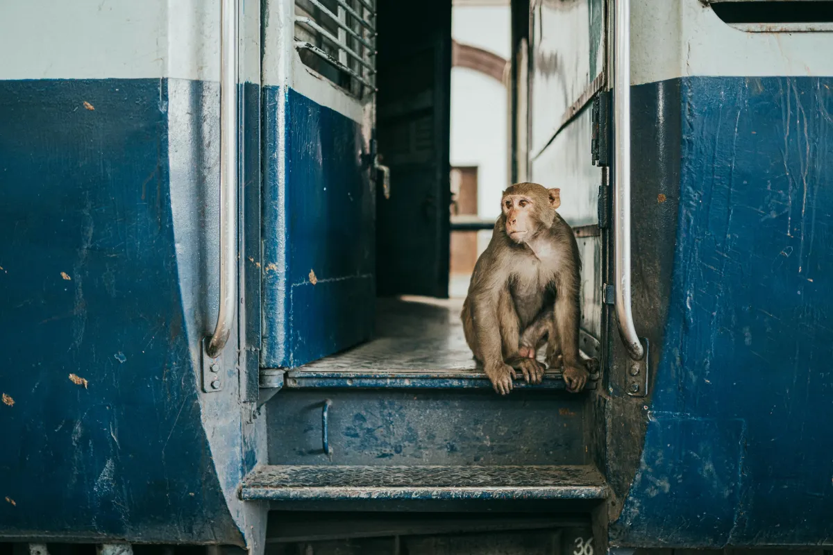 Photo by Mahmut Yılmaz from Pexels: https://www.pexels.com/photo/rhesus-monkey-on-train-steps-in-jaipur-33942417/ Adventure Travels