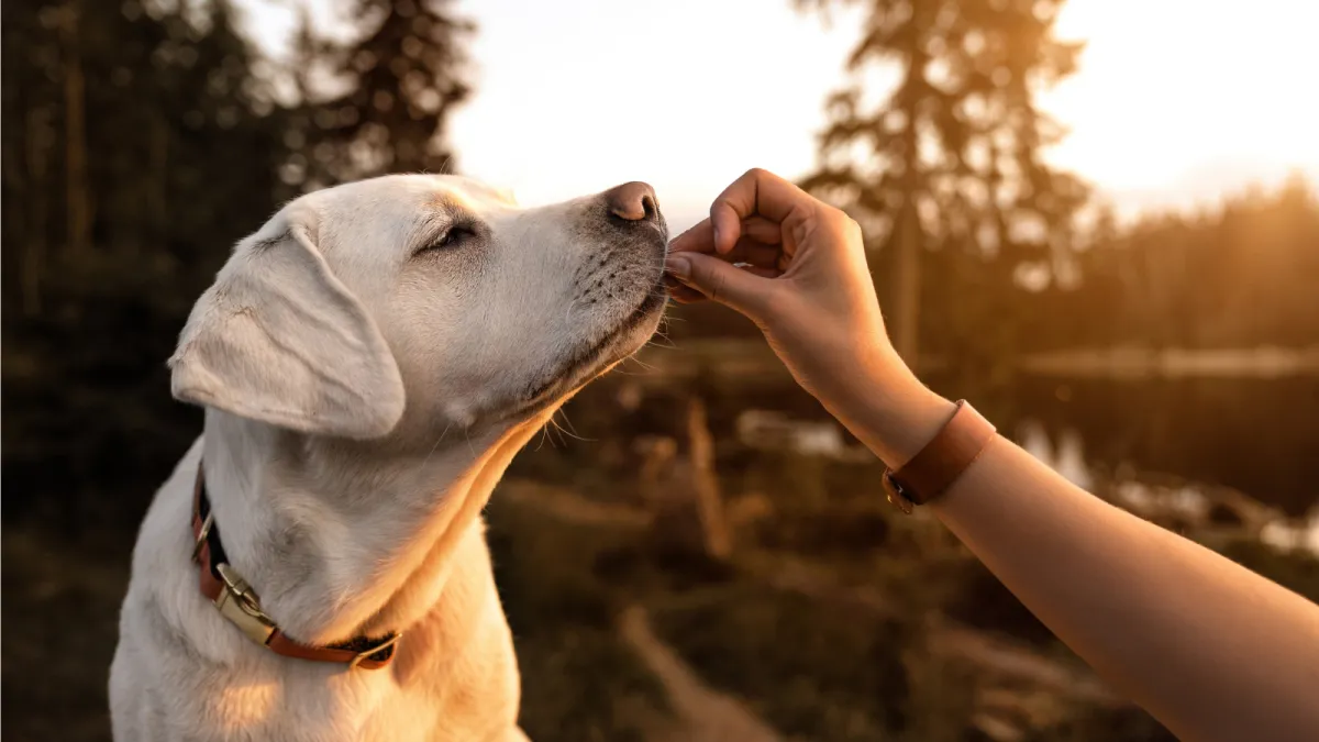 Fetch Happy Store premium toys, accessories, and training essentials