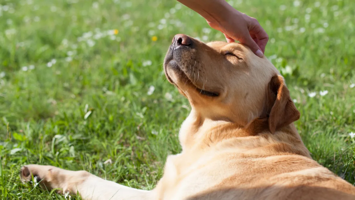 Planet Calm soothing wellness blends and relaxation therapies for dogs