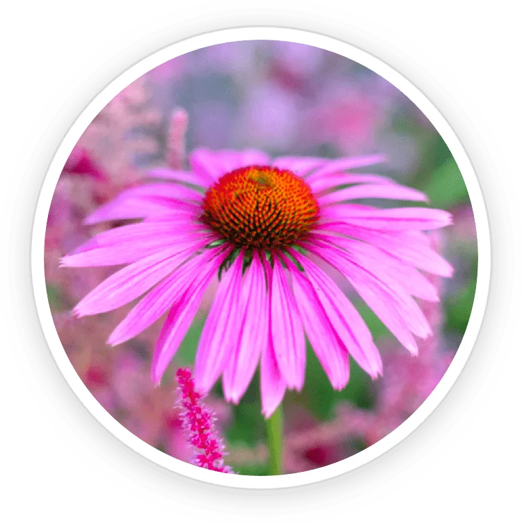 Echinacea