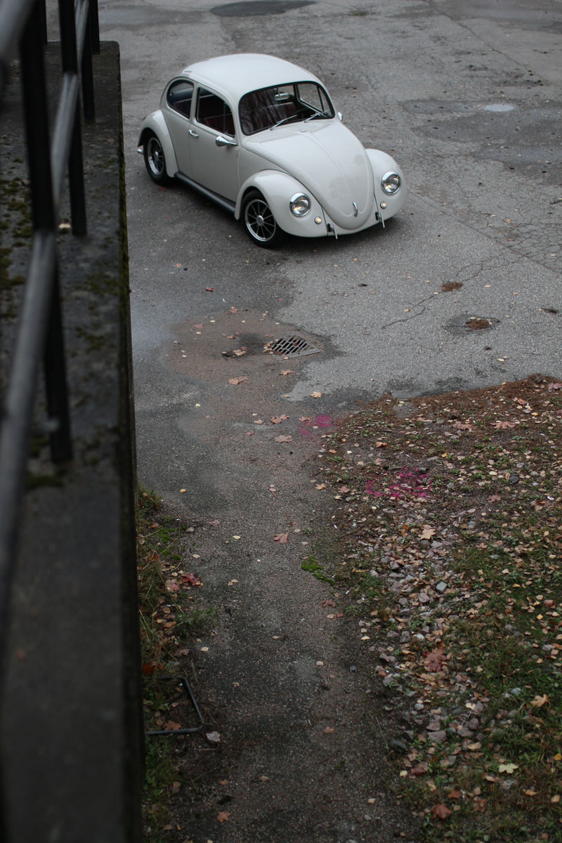 cal look beetle standing in the autum looking for speed