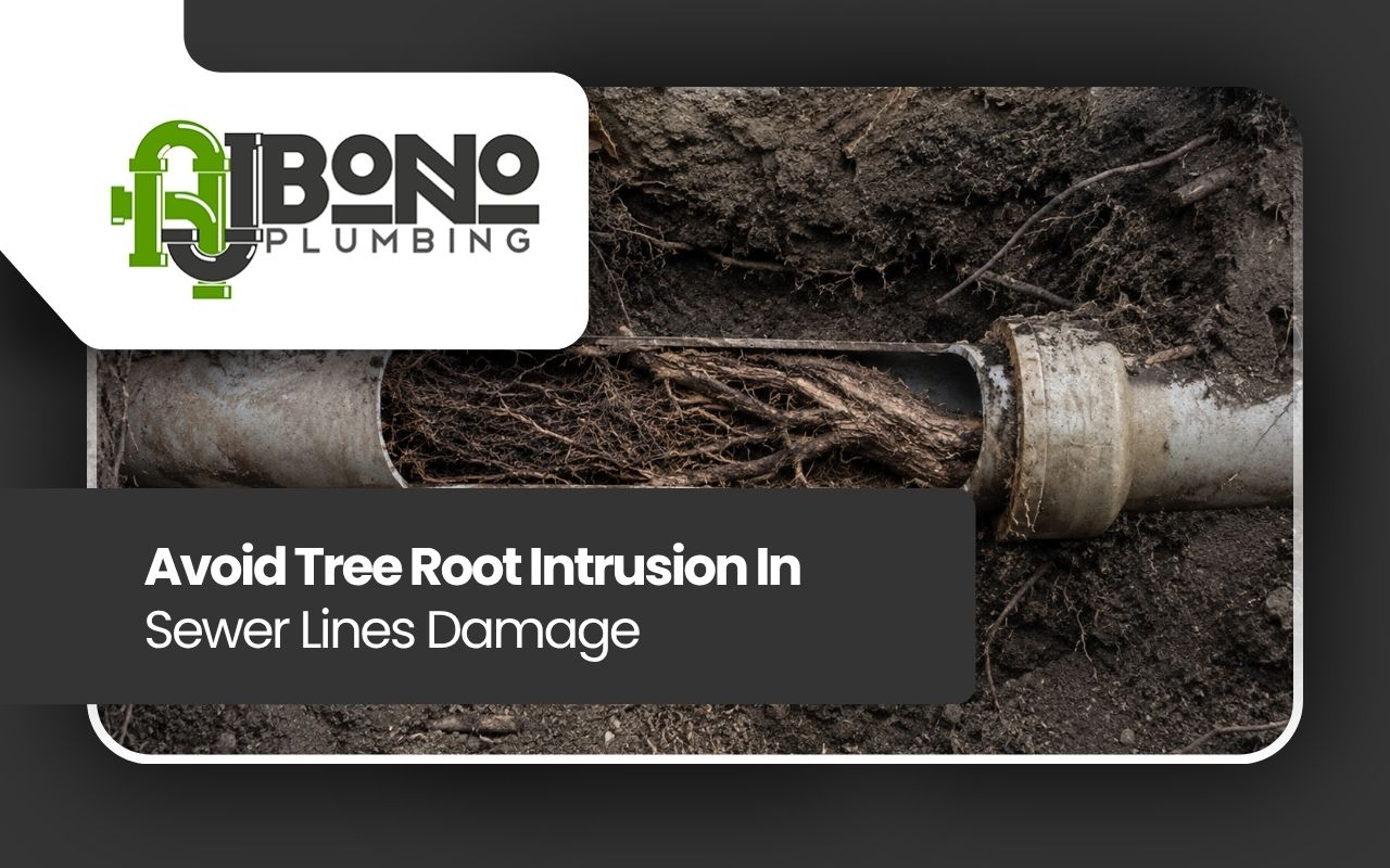 Avoid Tree Root Intrusion In Sewer Lines Damage