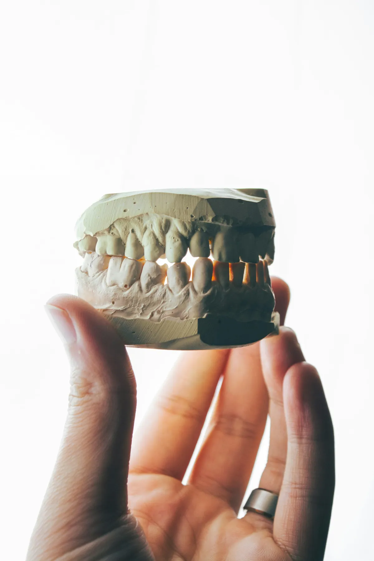 a hand holding a model of teeth