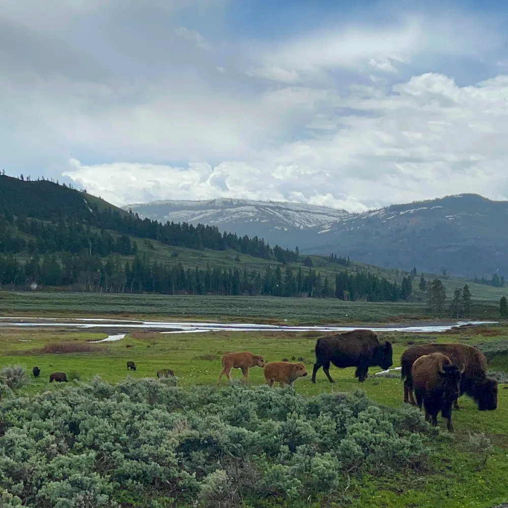 How many days do I need to see Yellowstone National Park?