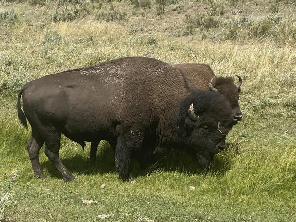 Yellowstone 3-Day Itinerary | Complete Day-by-Day Guide