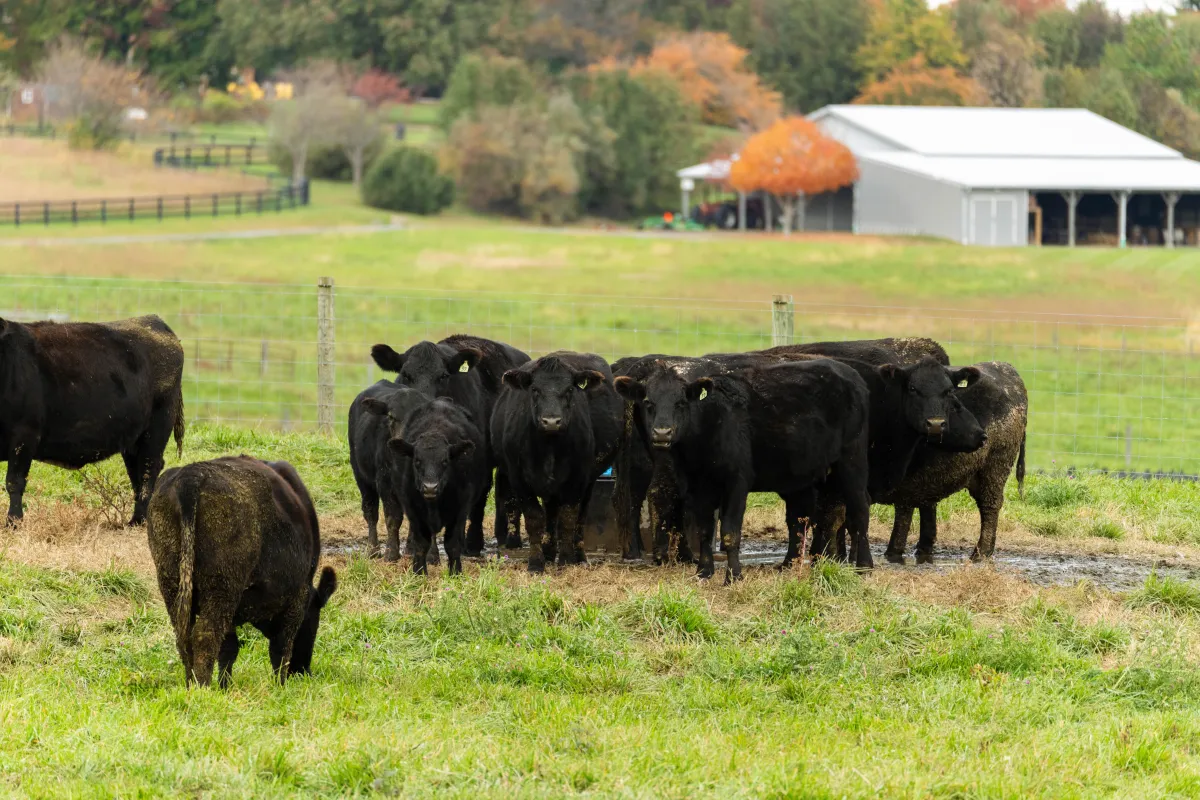 Cattle grazing on light green grass at Briarmead Farm in Front Royal, Virginia, with a barn and vibrant fall-colored trees in the background, showcasing organic, grass-fed farming.