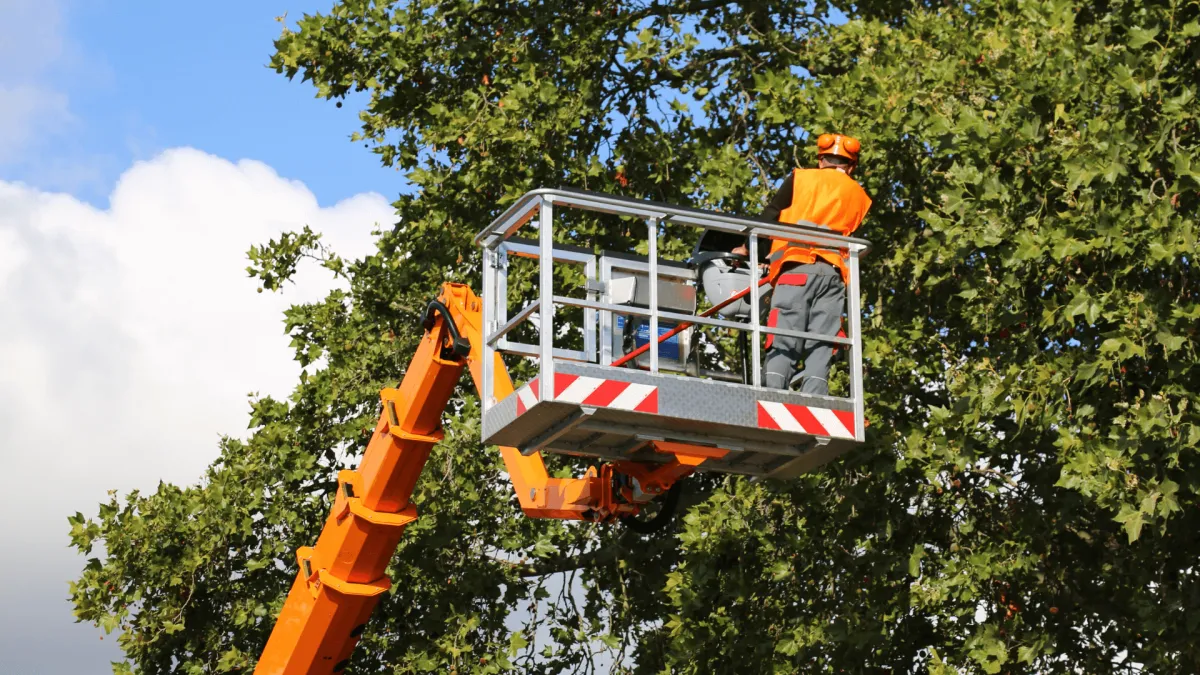 Tree Trimming